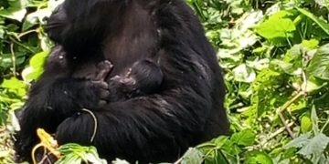 Bwindi Gorilla Family Welcomes Newborn, Boosting Conservation Hopes