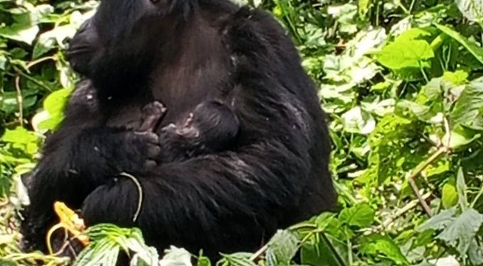 Bwindi Gorilla Family Welcomes Newborn, Boosting Conservation Hopes