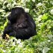 Bwindi Gorilla Family Welcomes Newborn, Boosting Conservation Hopes