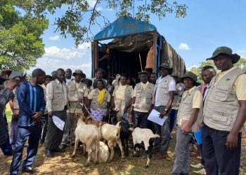 Kagadi Model Farmers Rewarded With Goats as Agroforestry Programme Closes
