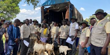 Kagadi Model Farmers Rewarded With Goats as Agroforestry Programme Closes