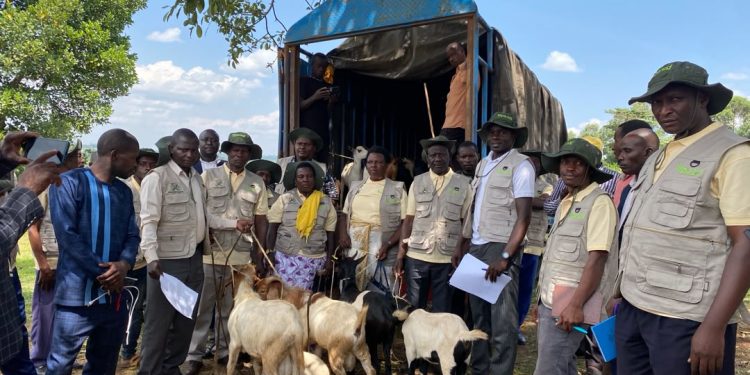 Kagadi Model Farmers Rewarded With Goats as Agroforestry Programme Closes