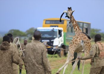 UWA Steps Up Ajai Repopulation with Giraffe Translocation
