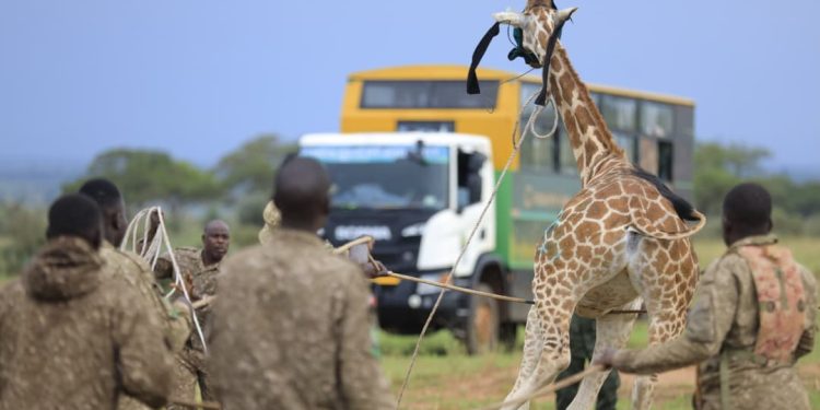 UWA Steps Up Ajai Repopulation with Giraffe Translocation