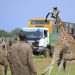 UWA Steps Up Ajai Repopulation with Giraffe Translocation