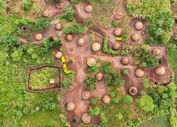 Adjumani Tops IFPA-CD Woodlots Programme as Refugee-Hosting Districts Expand Commercial Forestry