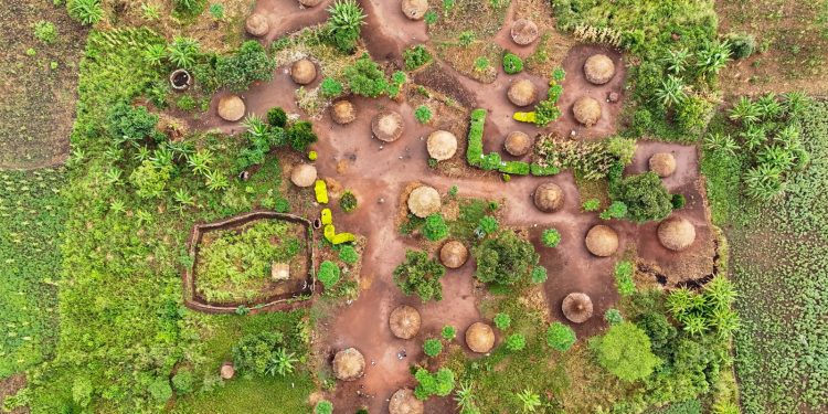 Adjumani Tops IFPA-CD Woodlots Programme as Refugee-Hosting Districts Expand Commercial Forestry