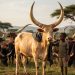 GUARDIANS OF KIKURUNGO | Part 5: Kasa, the Princess of the Herd