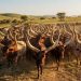 GUARDIANS OF KIKURUNGO | Part 4: The Kingdom of Horns — Not Cattle. Family