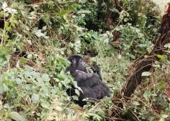 New Baby Gorilla Increases Bikyingi Family Population in Bwindi to 11