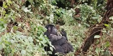 New Baby Gorilla Increases Bikyingi Family Population in Bwindi to 11