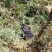 New Baby Gorilla Increases Bikyingi Family Population in Bwindi to 11