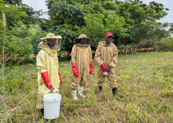 How Beekeeping is Helping a Masindi Community Restore a Degraded Forest