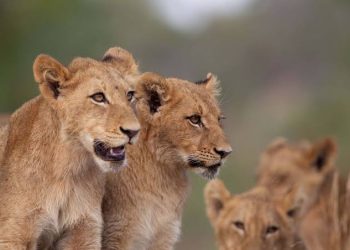 Protecting Lions Starts with Protecting Their Habitats