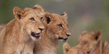 Protecting Lions Starts with Protecting Their Habitats