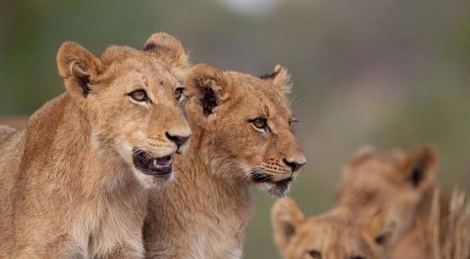 Protecting Lions Starts with Protecting Their Habitats