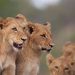 Protecting Lions Starts with Protecting Their Habitats