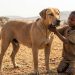 GUARDIANS OF KIKURUNGO | Part 7: Simba, The King of Dogs