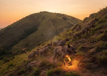 GUARDIANS OF KIKURUNGO | Part 6: The Kingdom of Paws — The Dog That Carried the Fire Up Kinyamugara