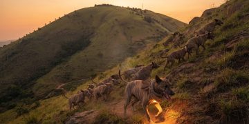 GUARDIANS OF KIKURUNGO | Part 6: The Kingdom of Paws — The Dog That Carried the Fire Up Kinyamugara