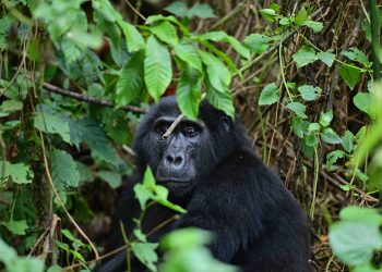 World Gorilla Day: Celebrating Uganda’s Premium Tourism Product