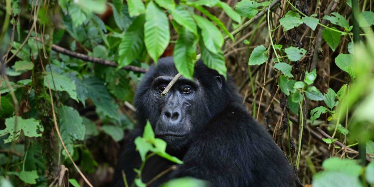 World Gorilla Day: Celebrating Uganda’s Premium Tourism Product