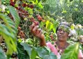 Uganda Coffee Prices Ease as Global Robusta, Arabica Markets Decline
