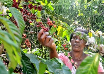 Uganda Coffee Prices Ease as Global Robusta, Arabica Markets Decline