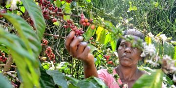 Uganda Coffee Prices Ease as Global Robusta, Arabica Markets Decline