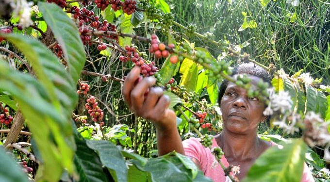 Uganda Coffee Prices Ease as Global Robusta, Arabica Markets Decline