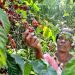 Uganda Coffee Prices Ease as Global Robusta, Arabica Markets Decline
