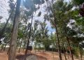 Carbon Money Gives Kasese Farmers a Reason to Keep Trees Standing