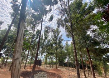 Carbon Money Gives Kasese Farmers a Reason to Keep Trees Standing