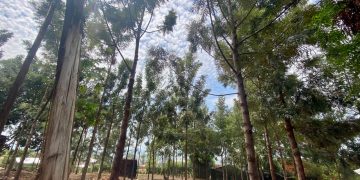 Carbon Money Gives Kasese Farmers a Reason to Keep Trees Standing