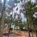 Carbon Money Gives Kasese Farmers a Reason to Keep Trees Standing