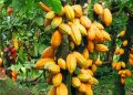 Coffee, Cocoa Price Drop is Temporary – MAAIF