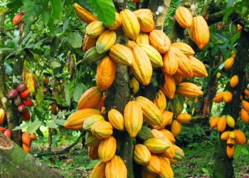 Coffee, Cocoa Price Drop is Temporary – MAAIF