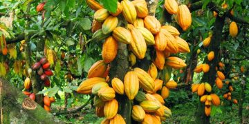 Coffee, Cocoa Price Drop is Temporary – MAAIF