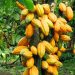 Coffee, Cocoa Price Drop is Temporary – MAAIF