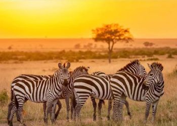 Uganda Opens Selected National Parks and Wildlife Reserves Free for Three Days