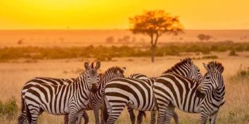 Uganda Opens Selected National Parks and Wildlife Reserves Free for Three Days