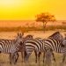 Uganda Opens Selected National Parks and Wildlife Reserves Free for Three Days