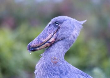 Mabamba: Waiting in Silence with the Shoebill