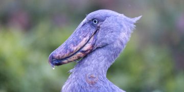 Mabamba: Waiting in Silence with the Shoebill