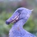 Mabamba: Waiting in Silence with the Shoebill