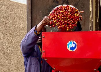 Carbon, Coffee & Cooperatives: How Rwenzori Farmers Mastered Value Addition to Build a Grassroots Economy