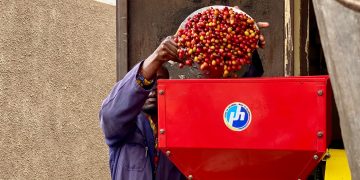 Carbon, Coffee & Cooperatives: How Rwenzori Farmers Mastered Value Addition to Build a Grassroots Economy