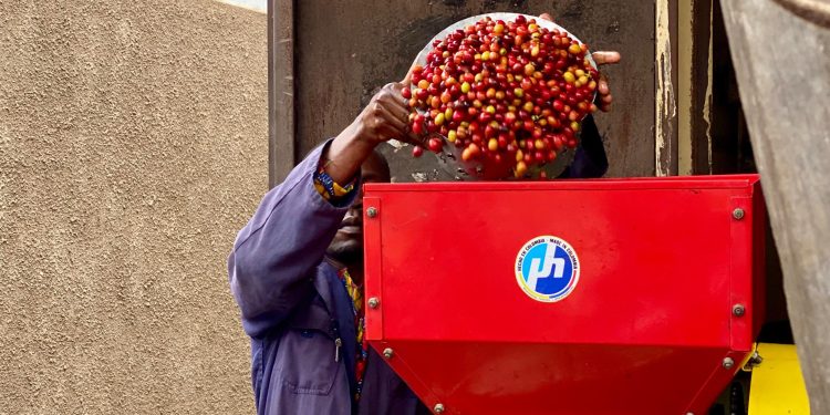 Carbon, Coffee & Cooperatives: How Rwenzori Farmers Mastered Value Addition to Build a Grassroots Economy