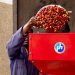 Carbon, Coffee & Cooperatives: How Rwenzori Farmers Mastered Value Addition to Build a Grassroots Economy