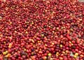 Carbon, Coffee & Cooperatives: How Rwenzori Farmers Mastered Value Addition to Build a Grassroots Economy